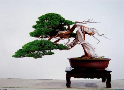 Bonsai, cay canh nghe thuat, cây cảnh nghệ thuật